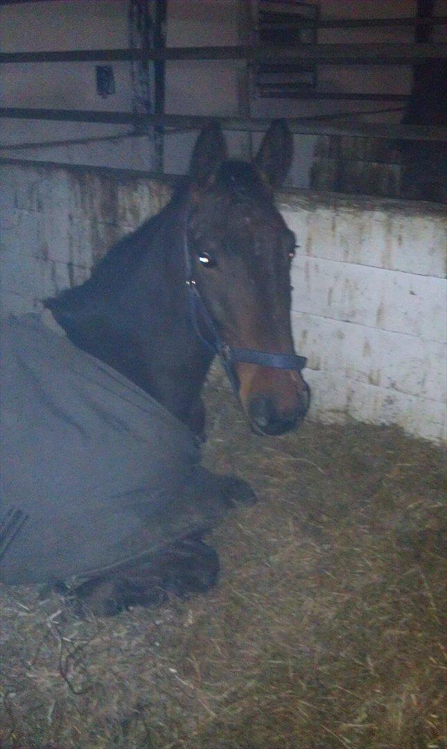 Anden særlig race La,cure <3 Guldklump billede 6