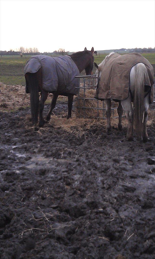 Anden særlig race La,cure <3 Guldklump billede 7