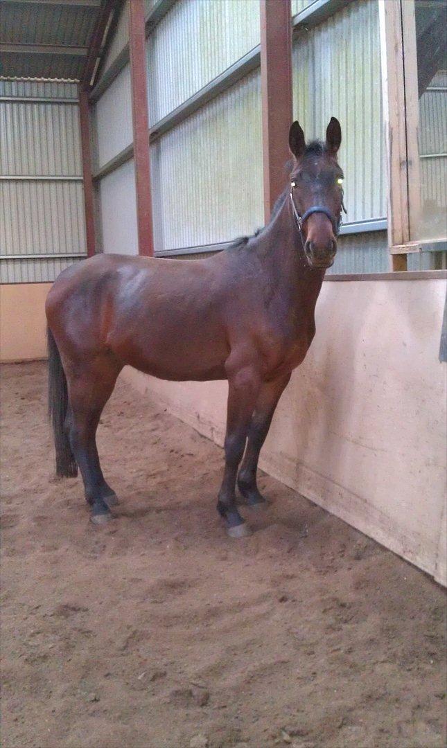 Anden særlig race La,cure <3 Guldklump billede 8