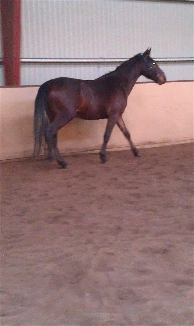 Anden særlig race La,cure <3 Guldklump billede 9