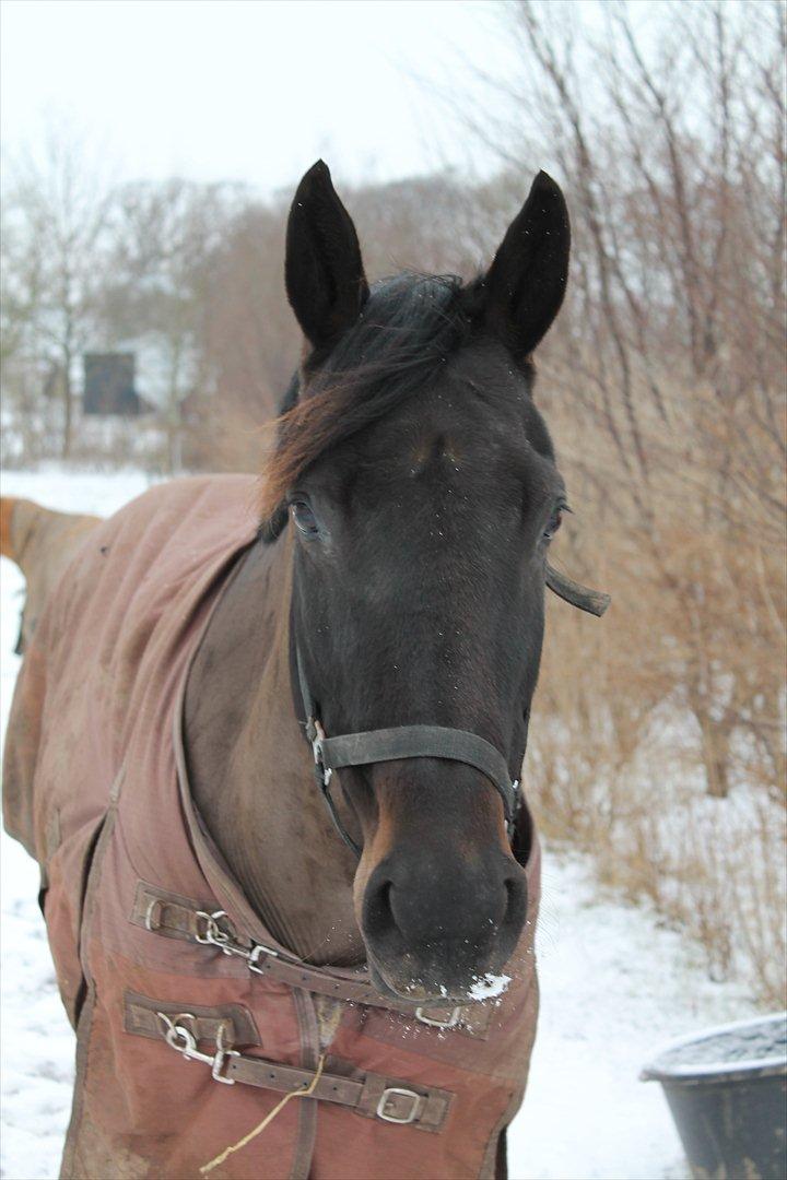 Dansk Varmblod Chanel - Snow is fallen<3 foto: mig billede 12