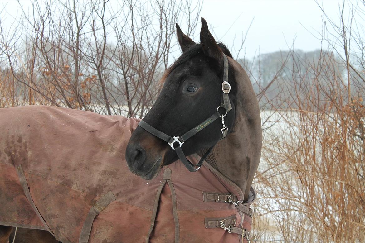 Dansk Varmblod Chanel - You save my day<3 foto: mig billede 7