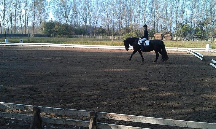 Oldenborg Hr. Lakrids - dressur :-) billede 5