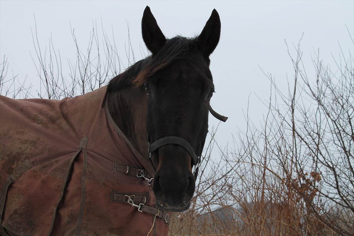 Dansk Varmblod Chanel - My wonderchild<3 foto: mig billede 18