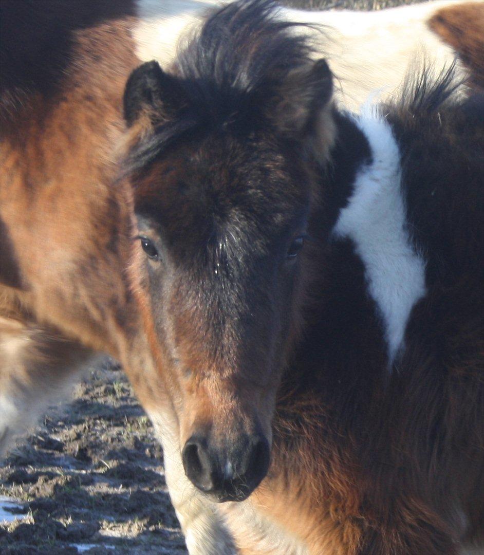 Pinto Dakira billede 1
