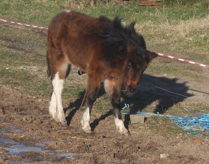 Pinto Dakira billede 2