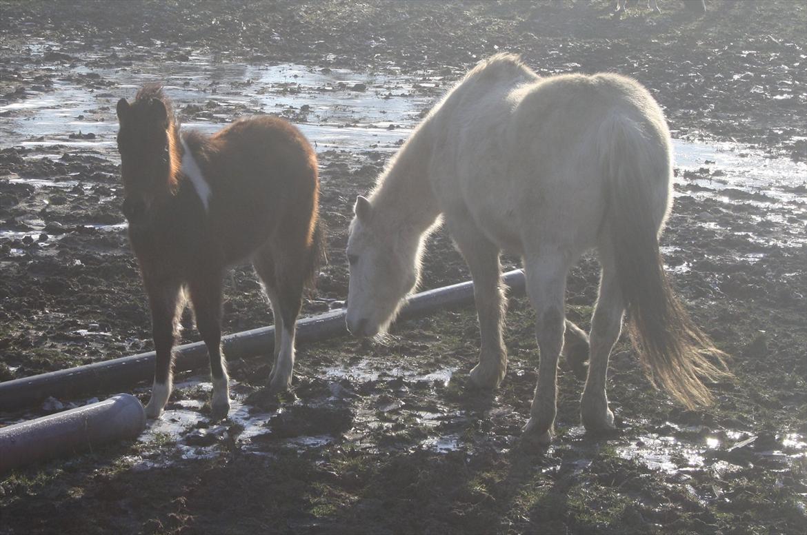 Pinto Dakira - vandet er stift onkel billede 3