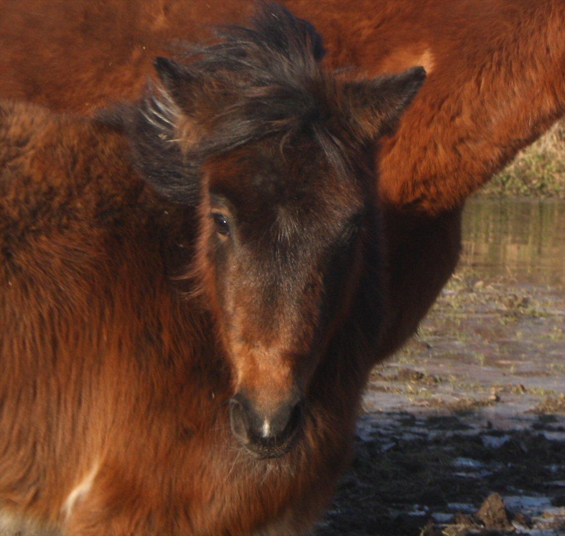 Pinto Dakira - mors egen moskusokse billede 4