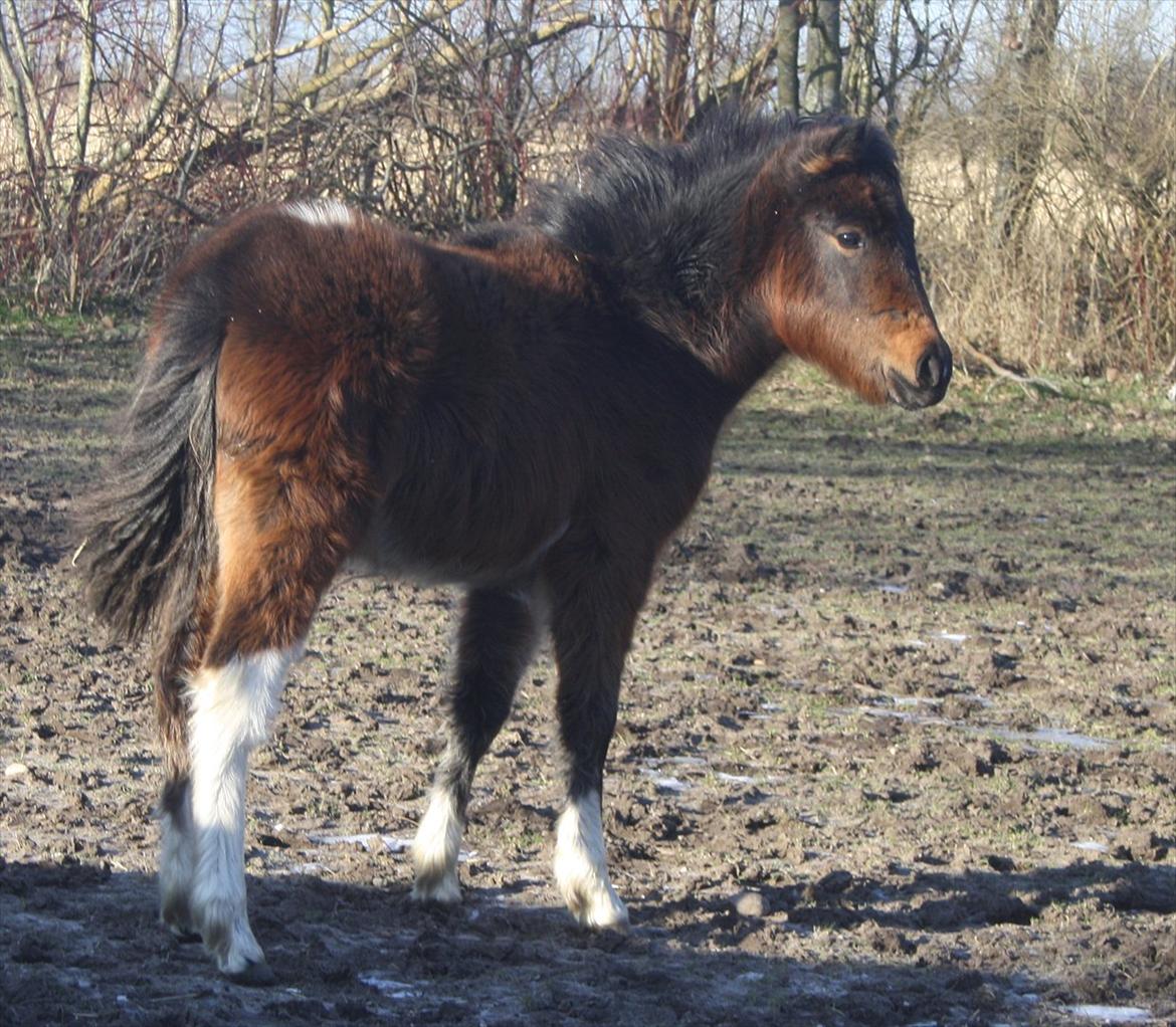 Pinto Dakira billede 5