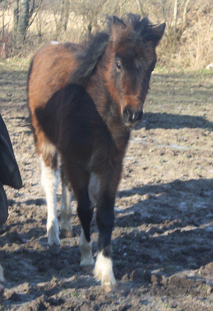 Pinto Dakira billede 6