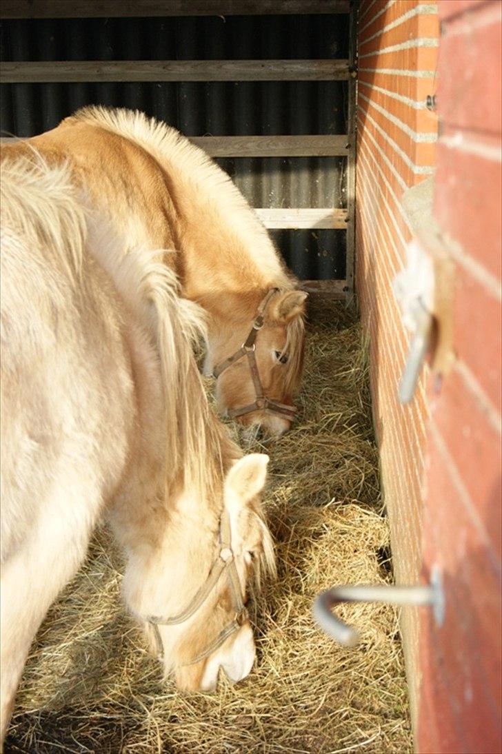 Fjordhest Tamra ~ Pensioneret ~ Rip min smukke engel - Uhh hø er altid godt... billede 18