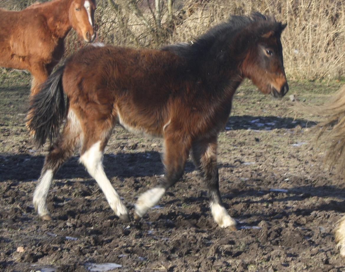 Pinto Dakira billede 7