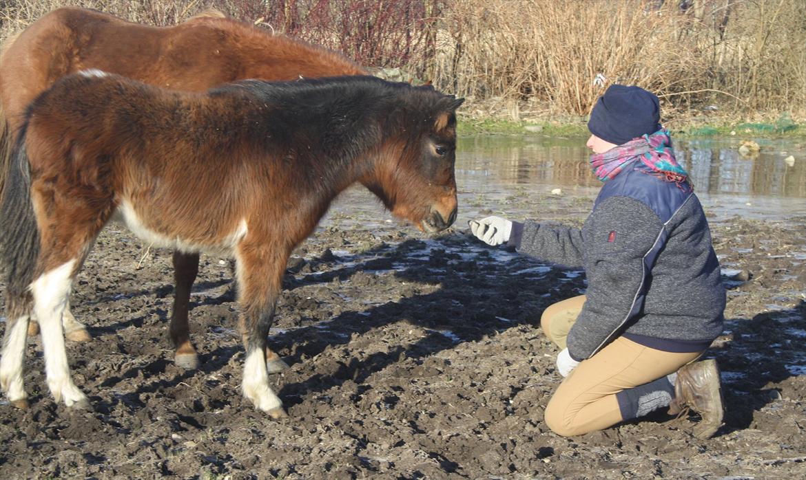 Pinto Dakira billede 8