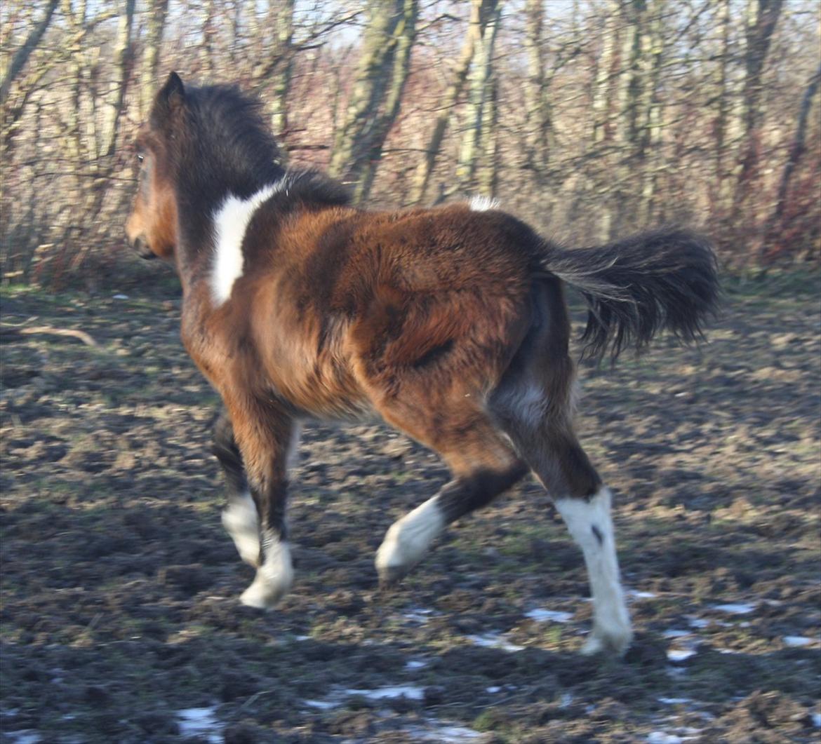 Pinto Dakira billede 9