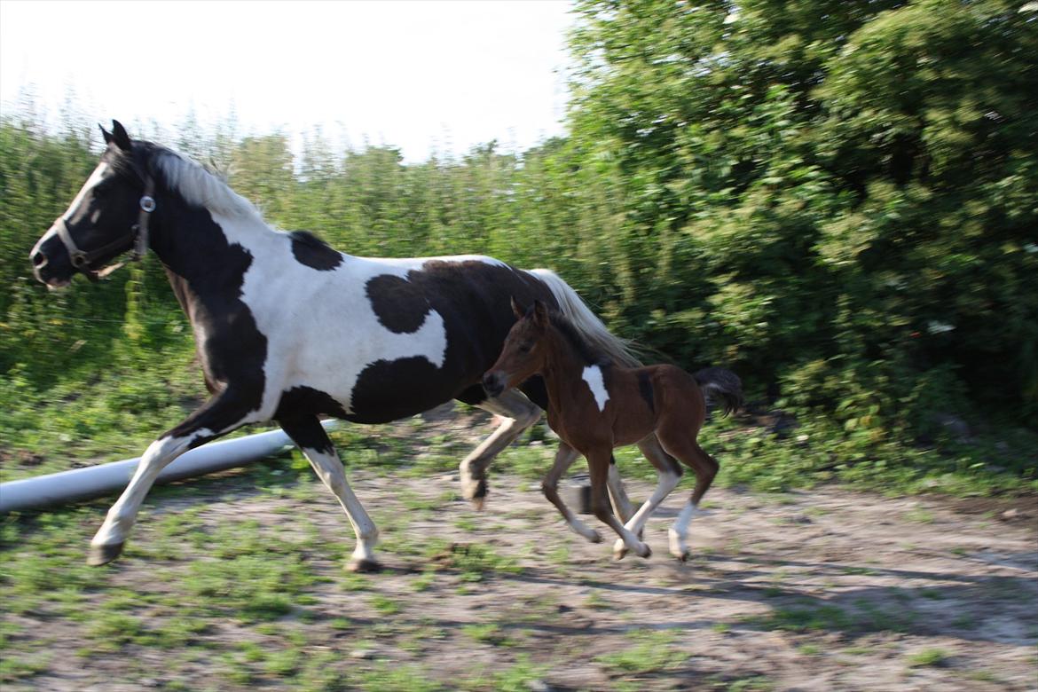 Pinto Dakira - første gang på fold med mor billede 10