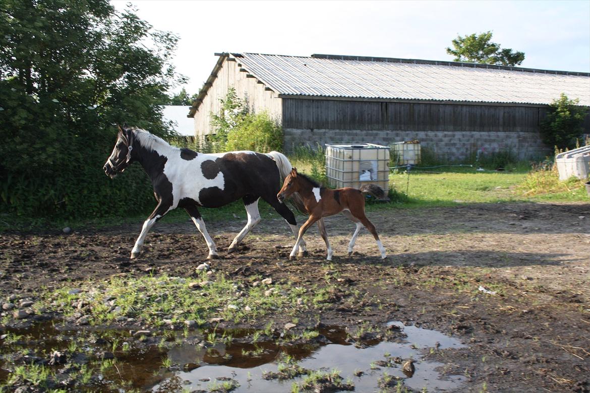 Pinto Dakira billede 11