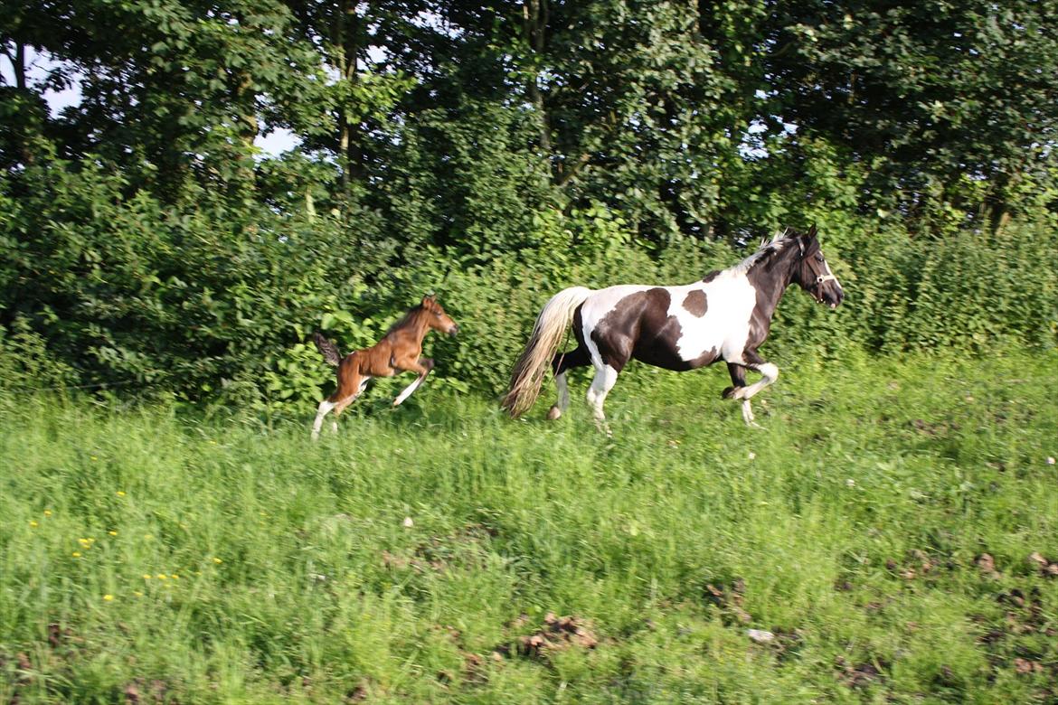 Pinto Dakira billede 12