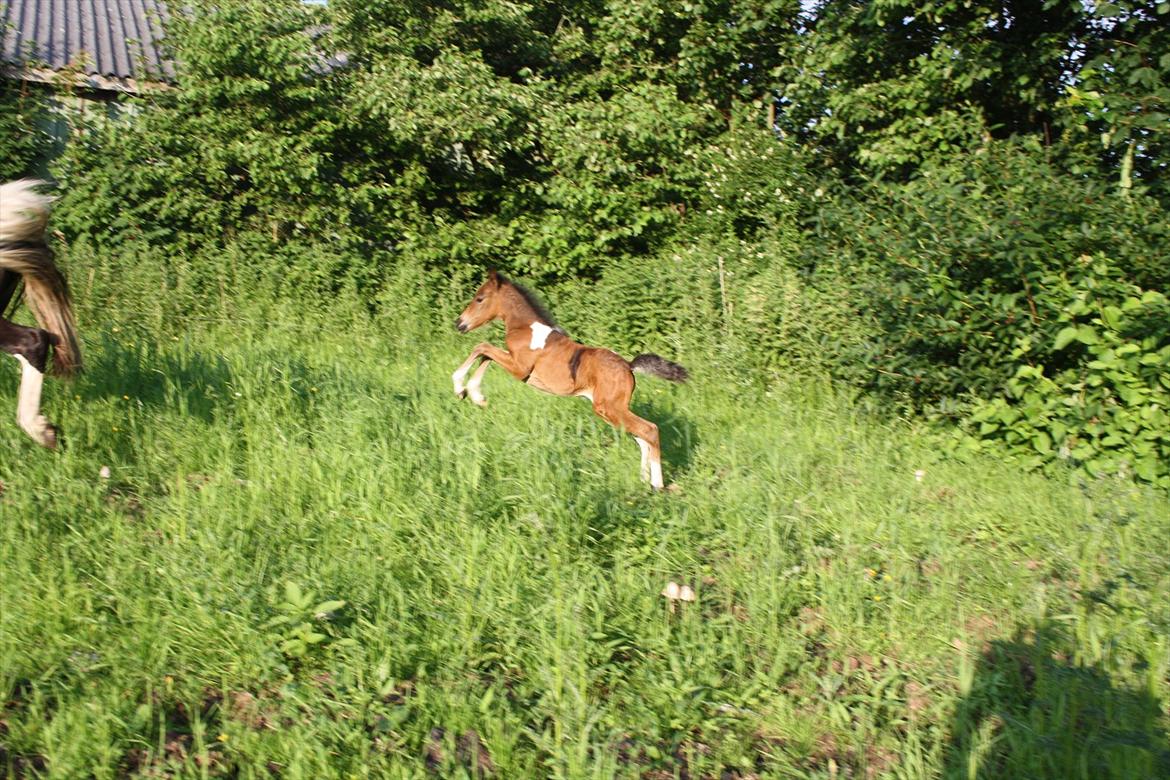 Pinto Dakira - fremtidens spring pony billede 13