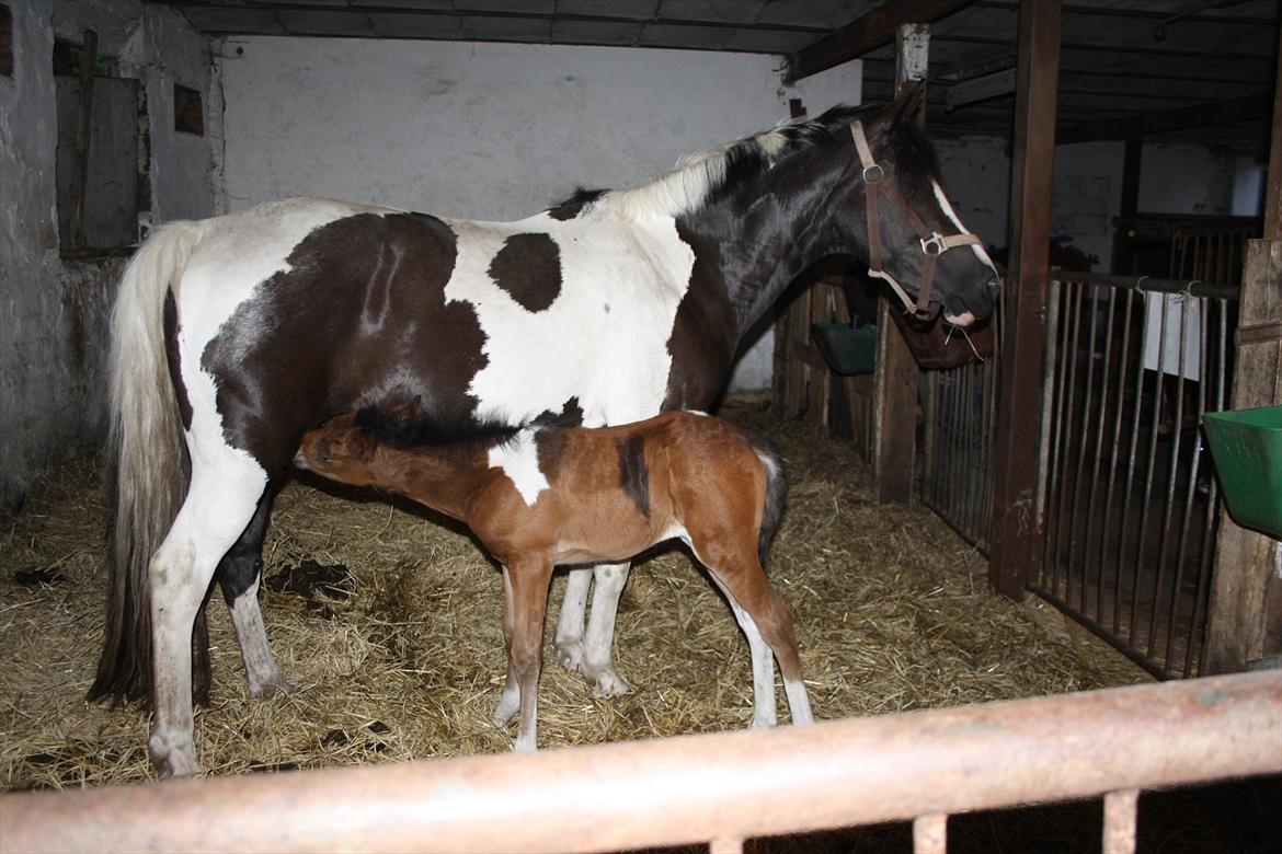 Pinto Dakira billede 14