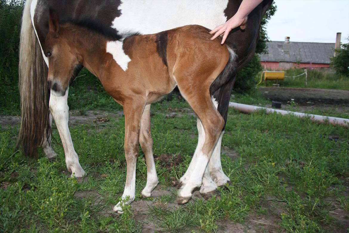 Pinto Dakira billede 15