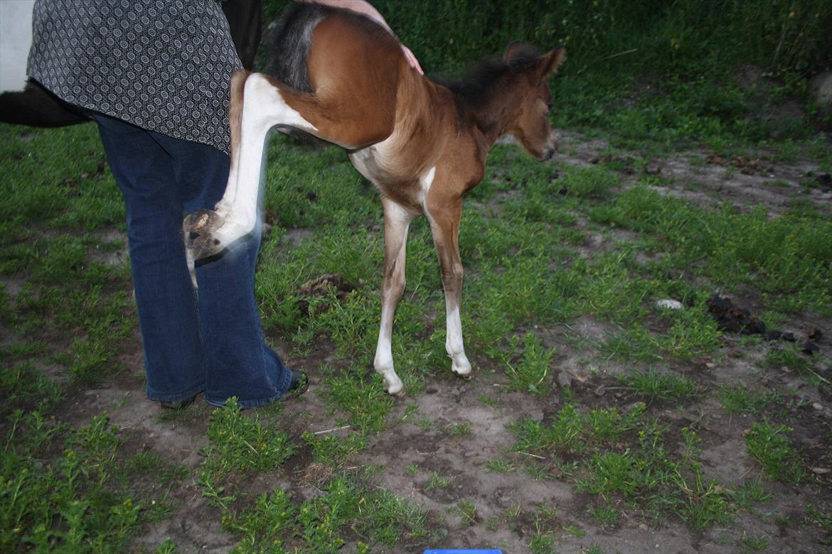 Pinto Dakira billede 16