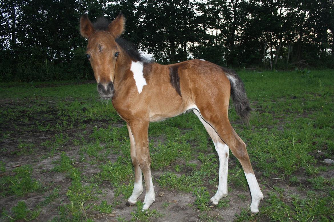 Pinto Dakira billede 17