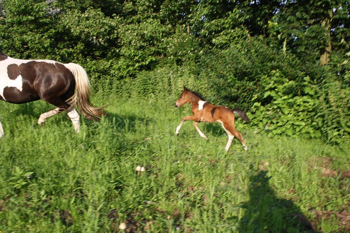 Pinto Dakira billede 18