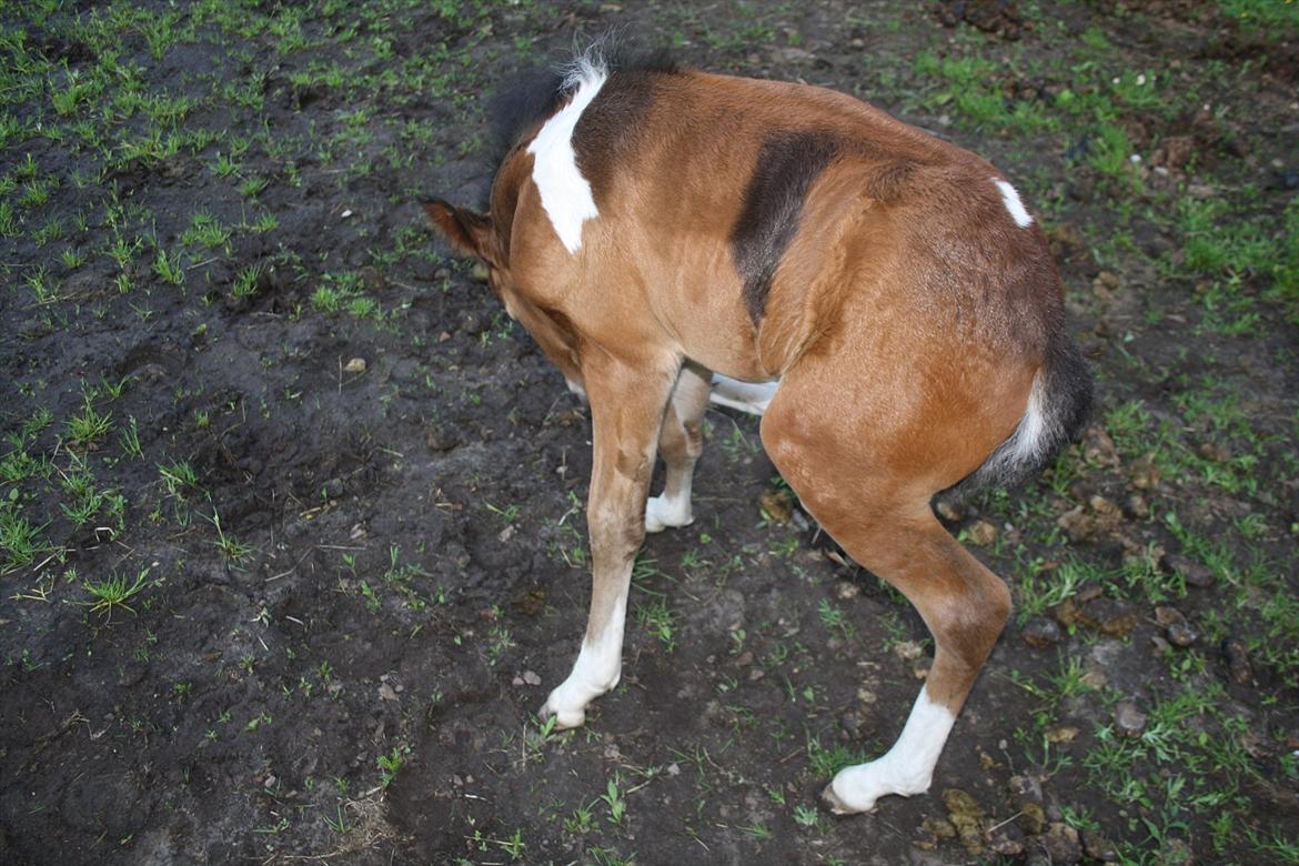 Pinto Dakira billede 19