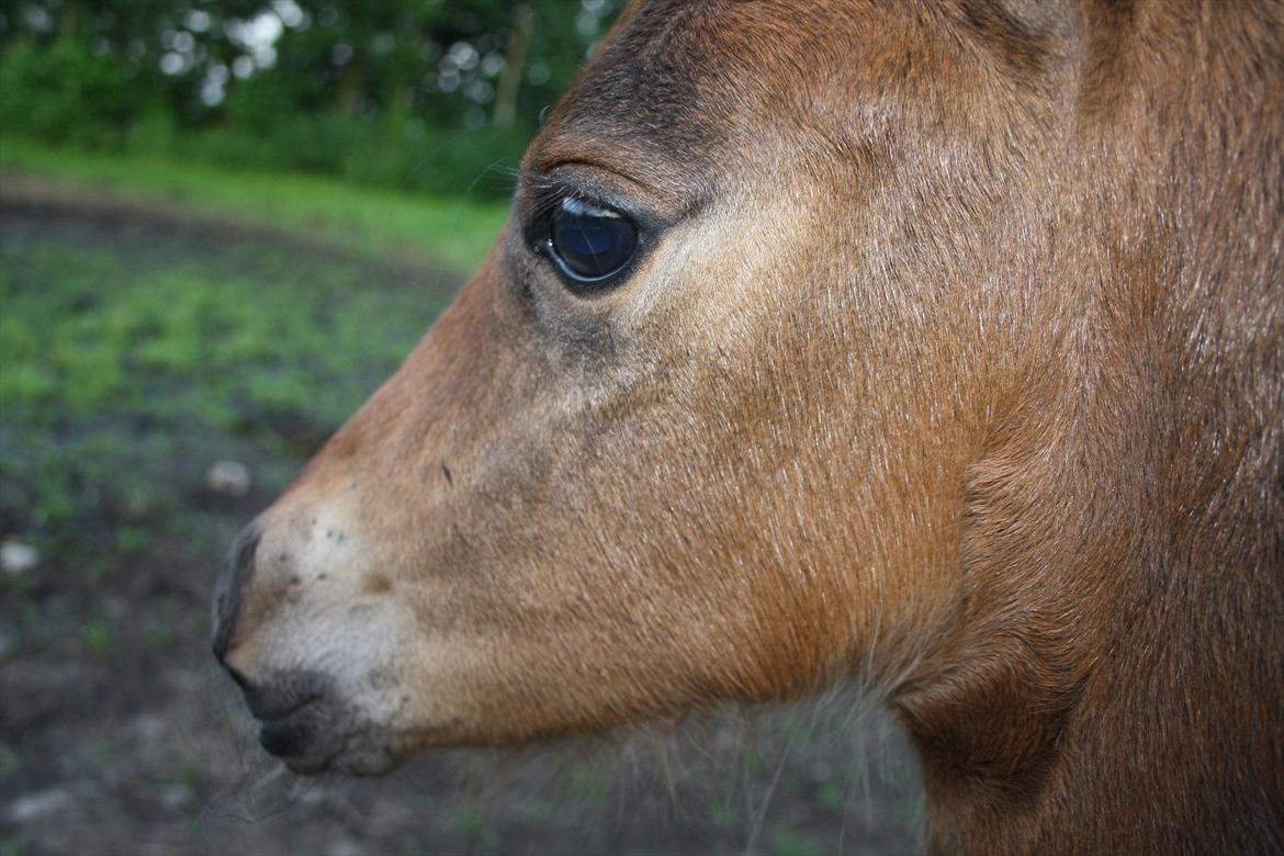Pinto Dakira billede 20