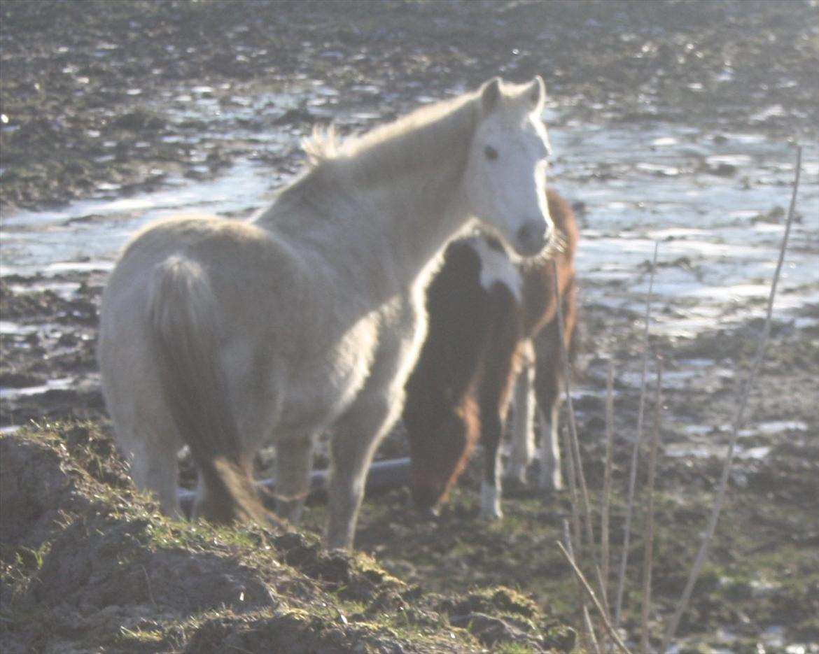 Anden særlig race miggi billede 15