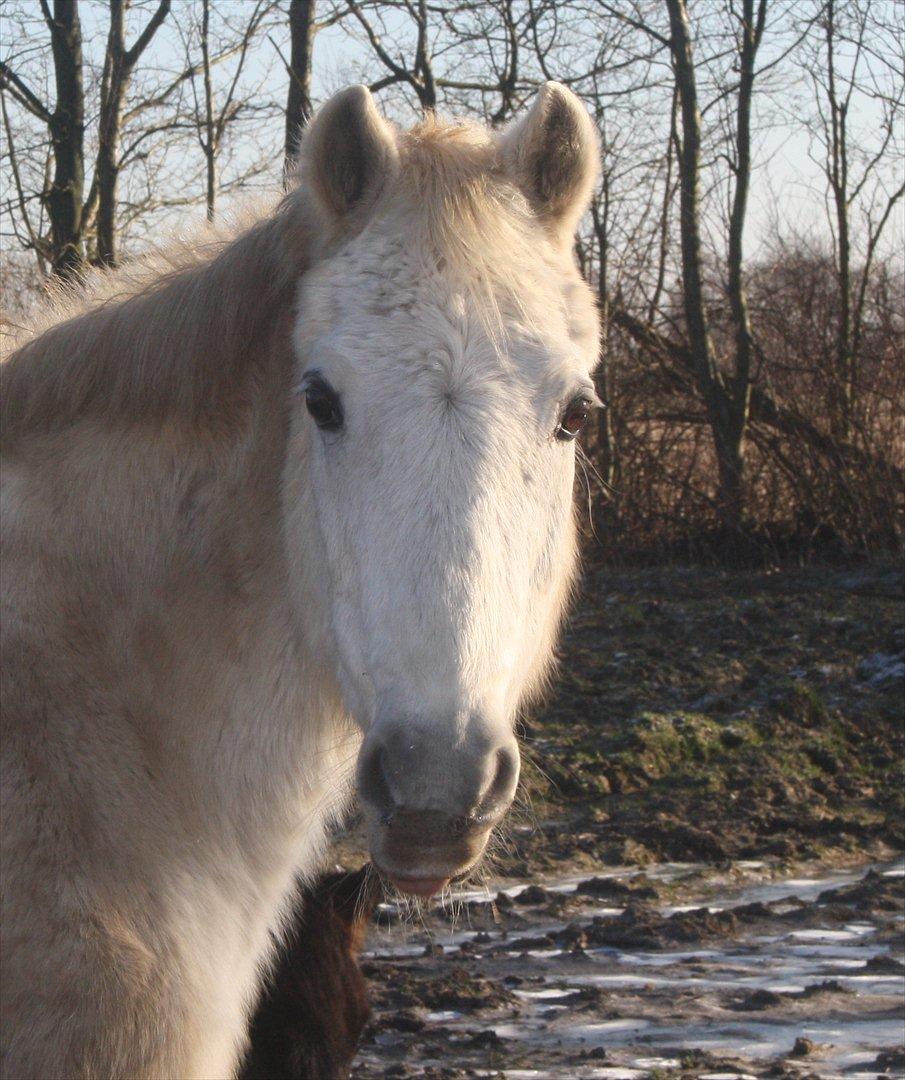 Anden særlig race miggi billede 16
