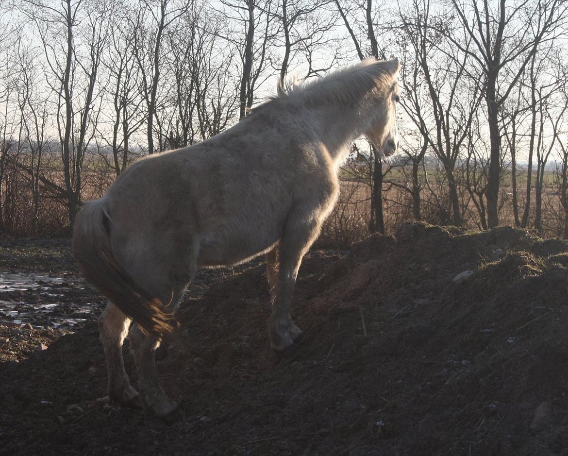 Anden særlig race miggi billede 17