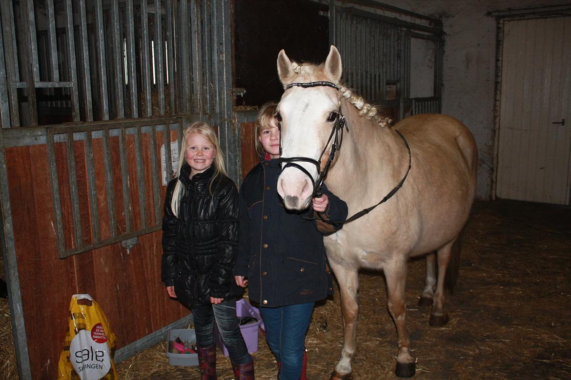 Palomino Liberty - Så har vi flettet manke hjemme i stalden. billede 10