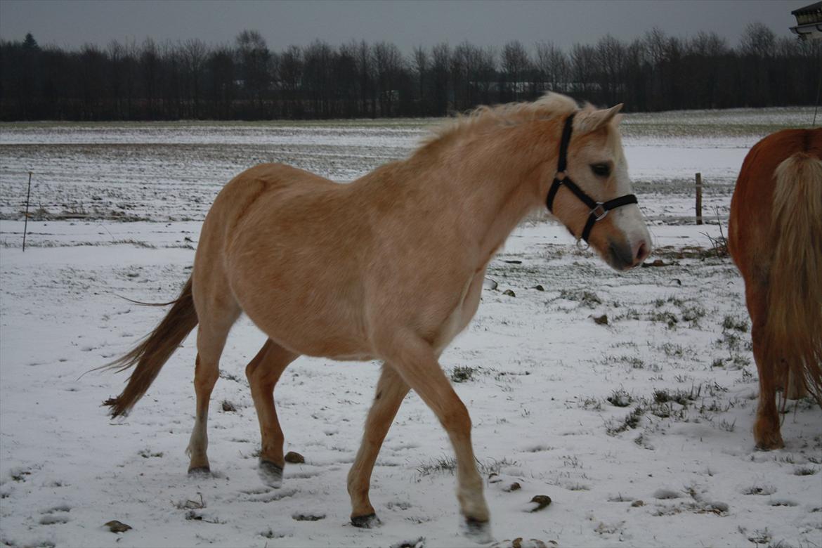 Palomino Liberty - Dejligt at løbe lidt i sneen. billede 15