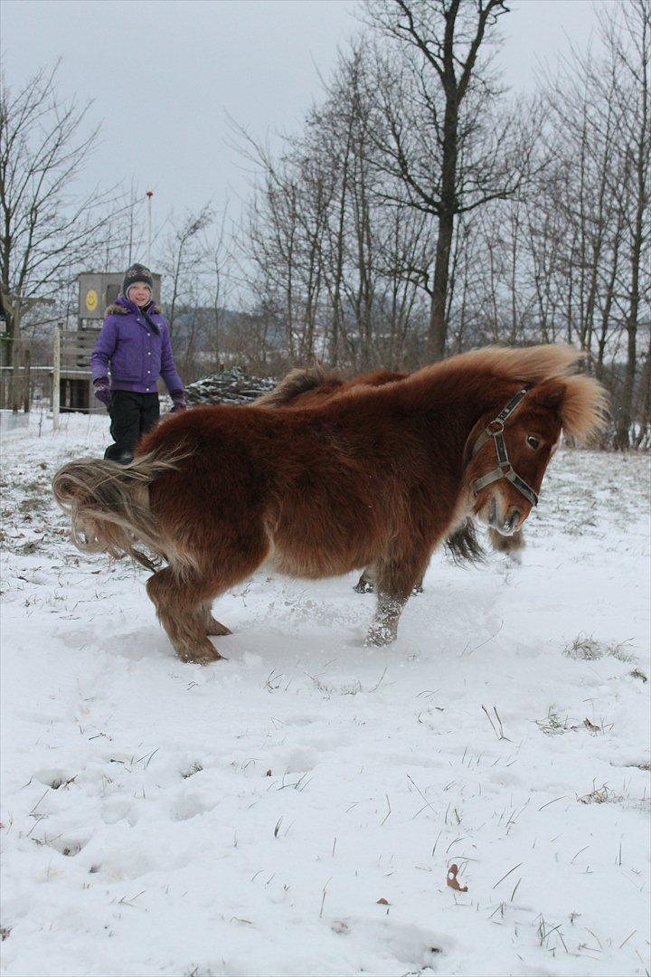 Anden særlig race Bambino - 27/1 2012 - Stor farlig hingst xD billede 7