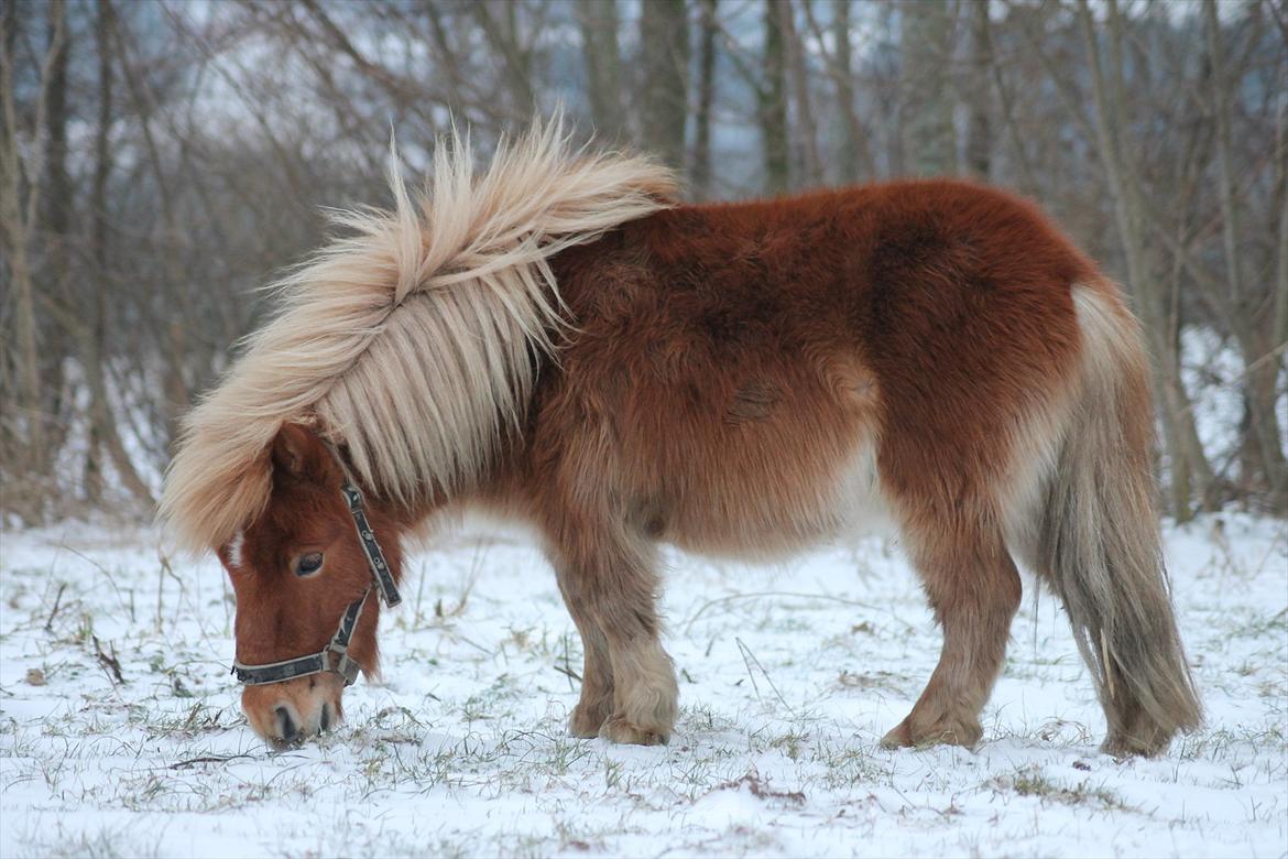 Anden særlig race Bambino - 27/1 2012 billede 18