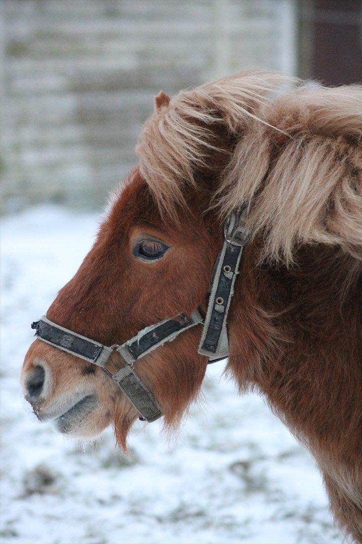 Anden særlig race Bambino - 27/1 2012 billede 20