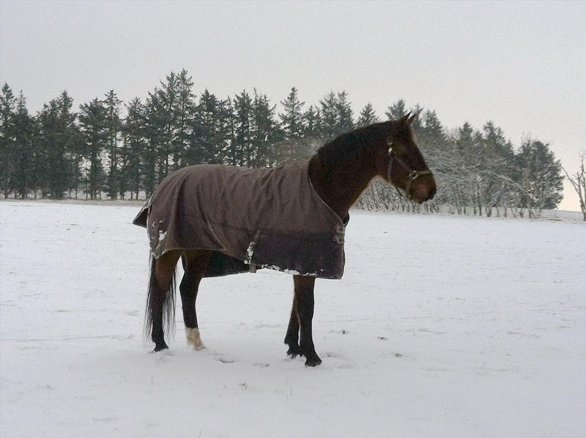 Anden særlig race Venus billede 16
