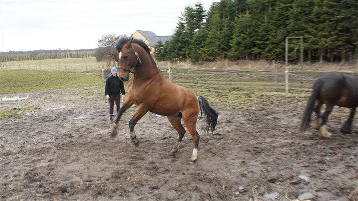 Tysk Varmblod ZANZARIN aka. Simba - Stor og FARLIG hingst! billede 8