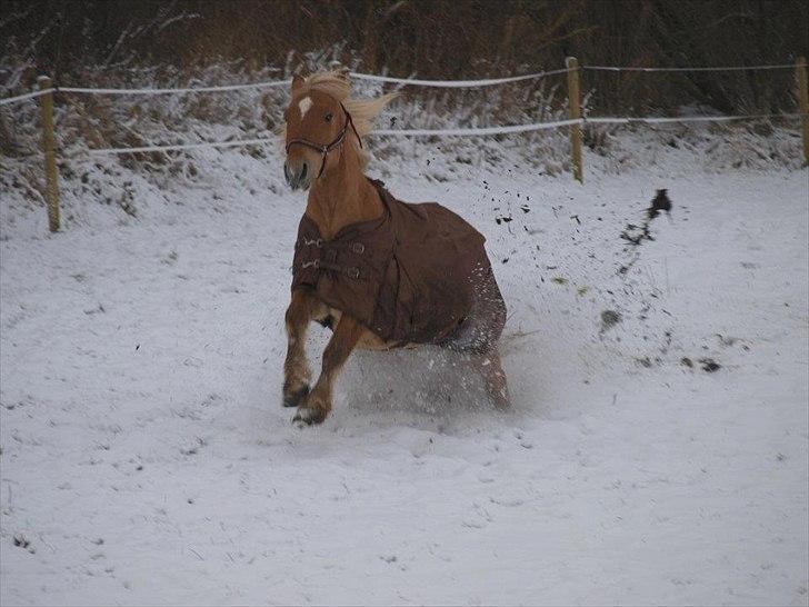 Anden særlig race Valentino <3 *Tino* | My Soulmate|<3 billede 13