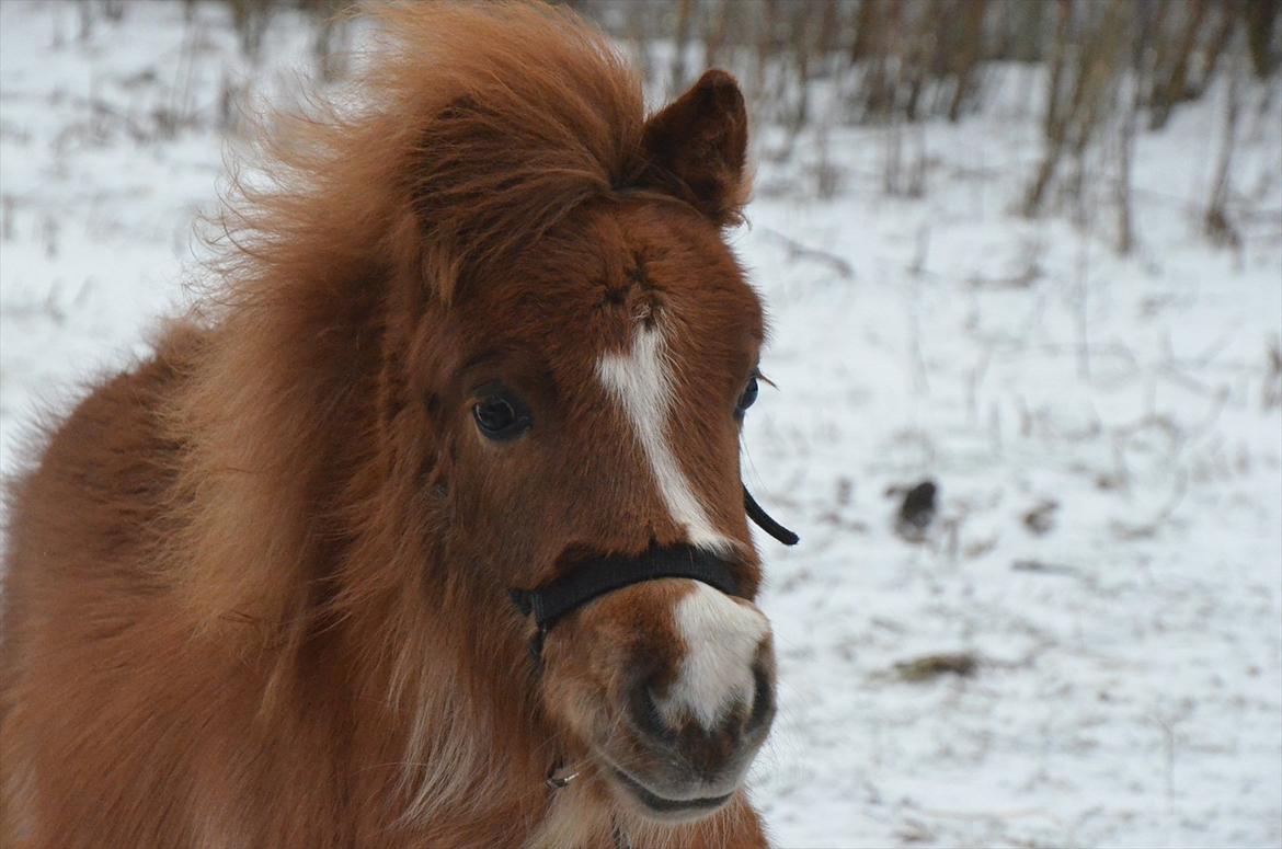 Shetlænder Bertram - Velkommen til bandittens profil :-)  billede 1