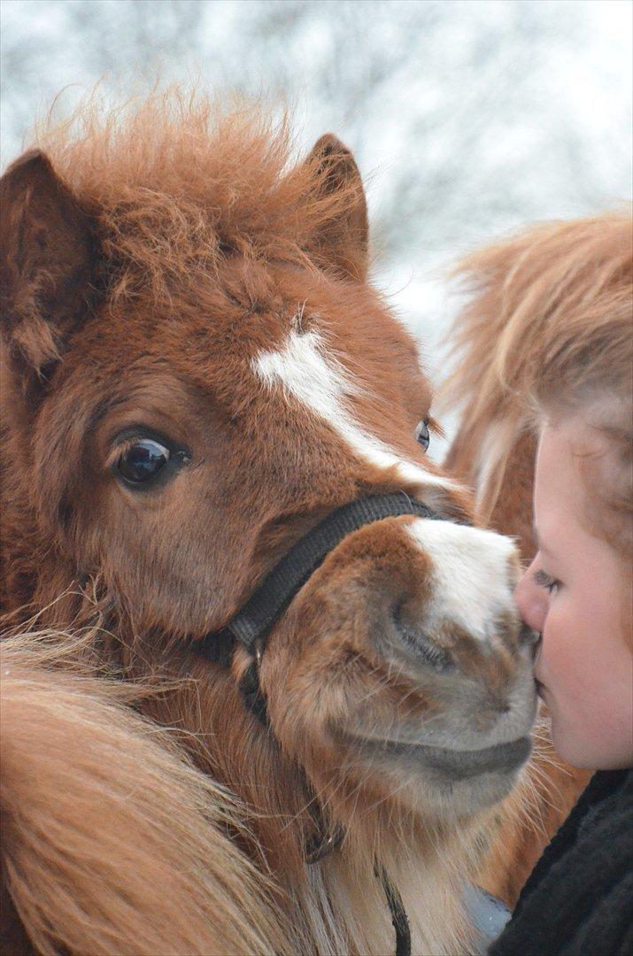 Shetlænder Bertram - Banditten giver gerne et kys ;-)  billede 2