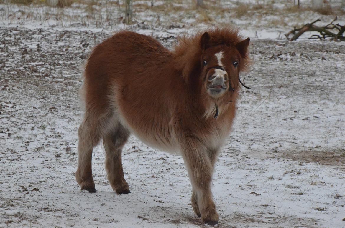 Shetlænder Bertram billede 3