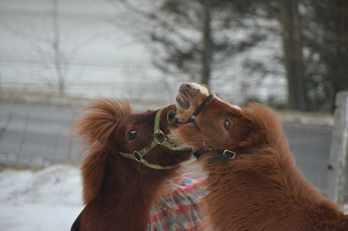 Shetlænder Bertram - Bertram og Olfert :-) billede 4