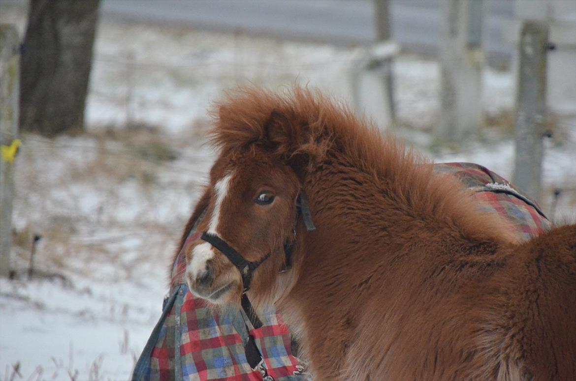 Shetlænder Bertram - Bertram<3 billede 5