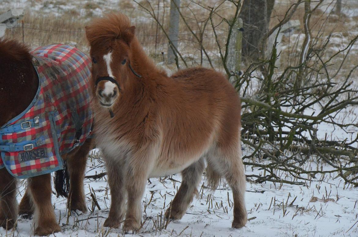 Shetlænder Bertram billede 6