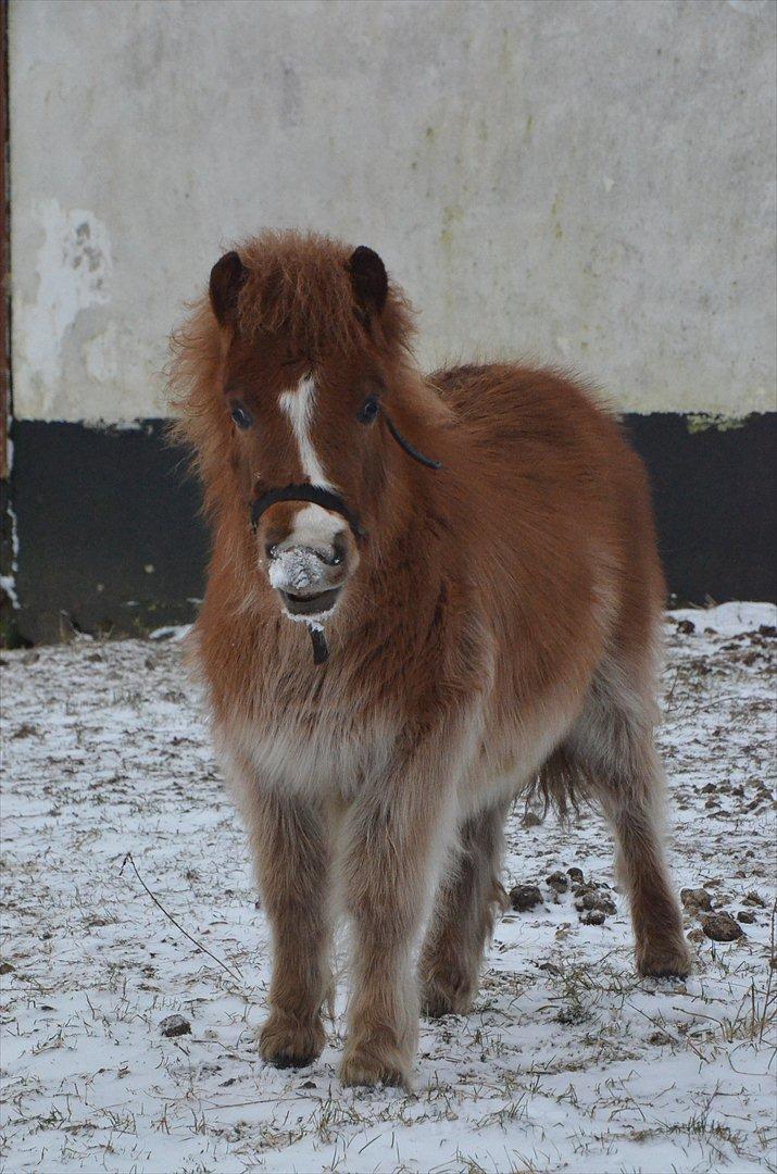 Shetlænder Bertram billede 7