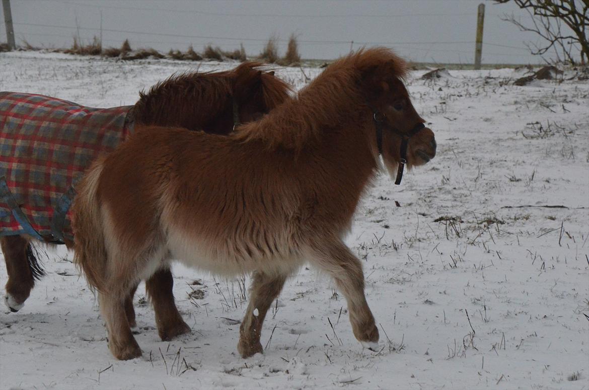 Shetlænder Bertram billede 8