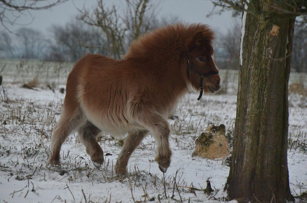 Shetlænder Bertram billede 9