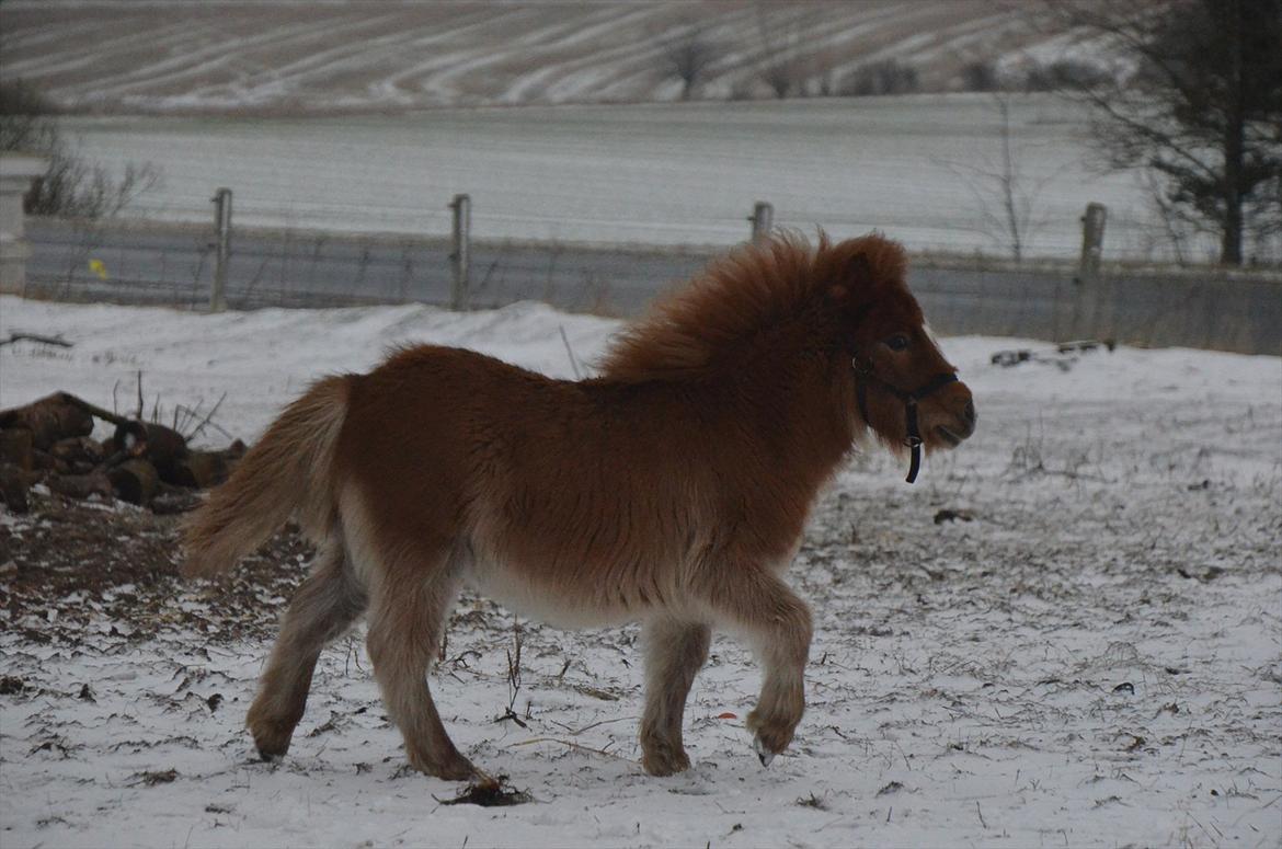 Shetlænder Bertram billede 10